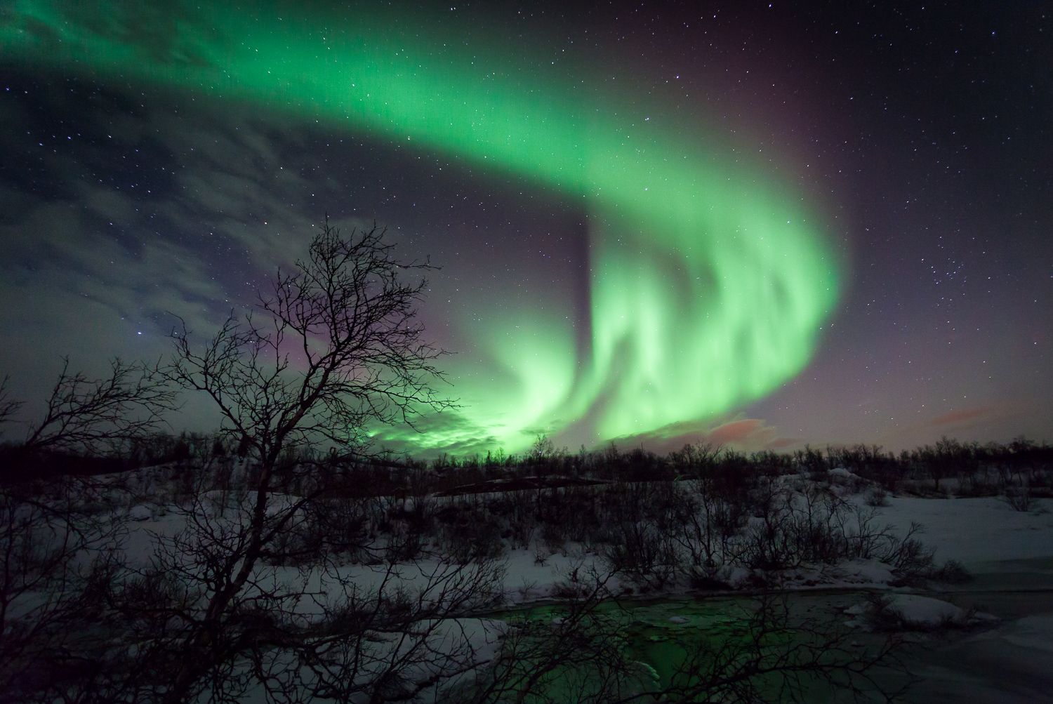 Aurora behind birch trees